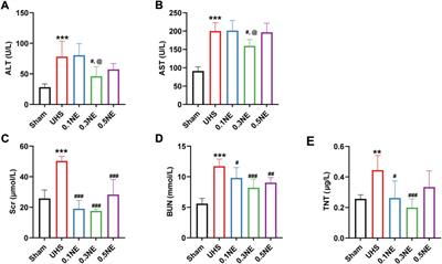 Low-dose norepinephrine in combination with hypotensive resuscitation may prolong the golden window for uncontrolled hemorrhagic shock in rats